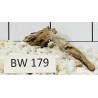 Bogwood 179