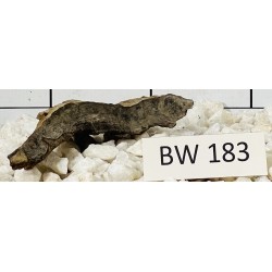 Bogwood 183
