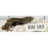 Bogwood 183