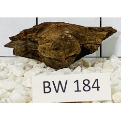 Bogwood 184