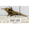 Bogwood 185