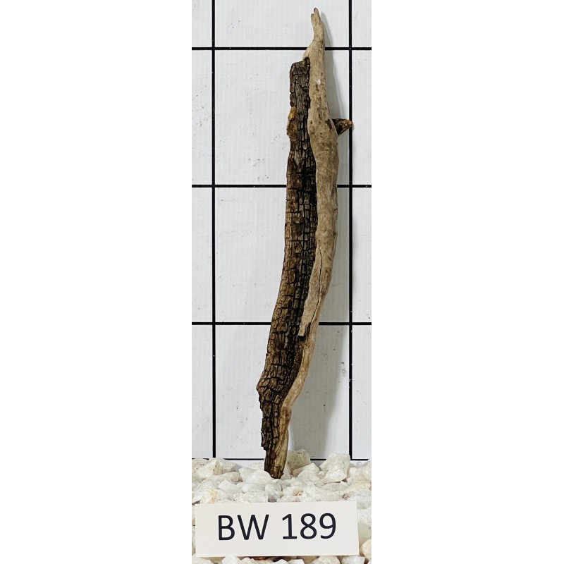 Bogwood 189