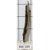 Bogwood 189