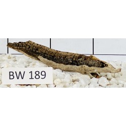 Bogwood 189