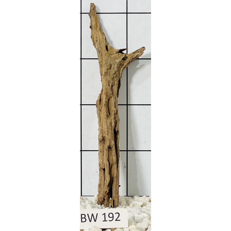 Bogwood 192