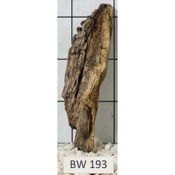 Bogwood 193