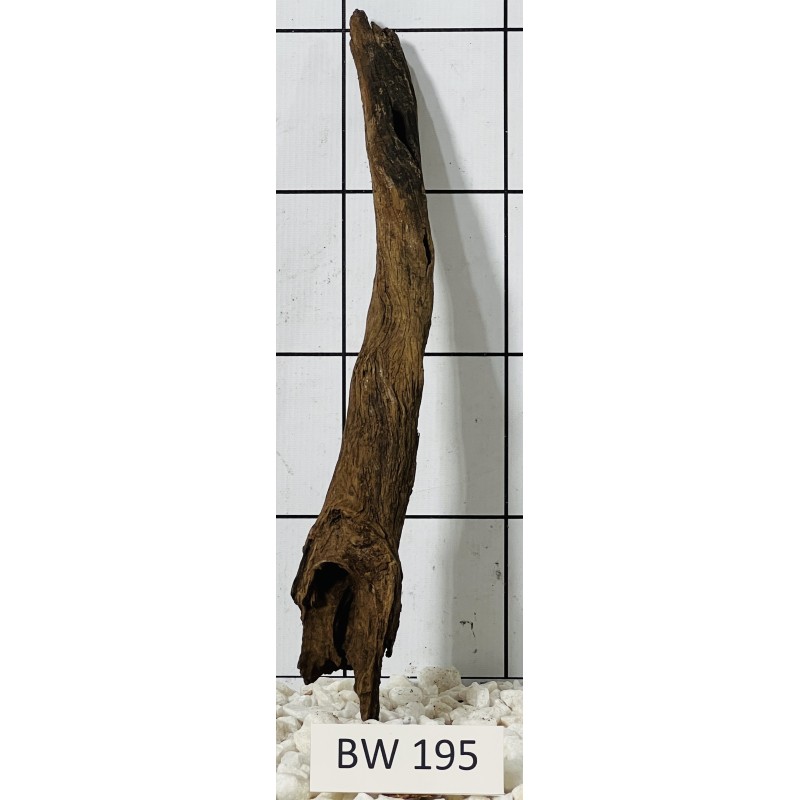 Bogwood 195