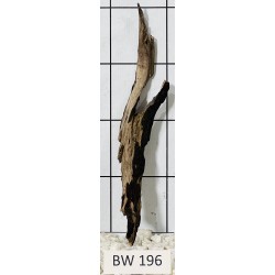 Bogwood 196