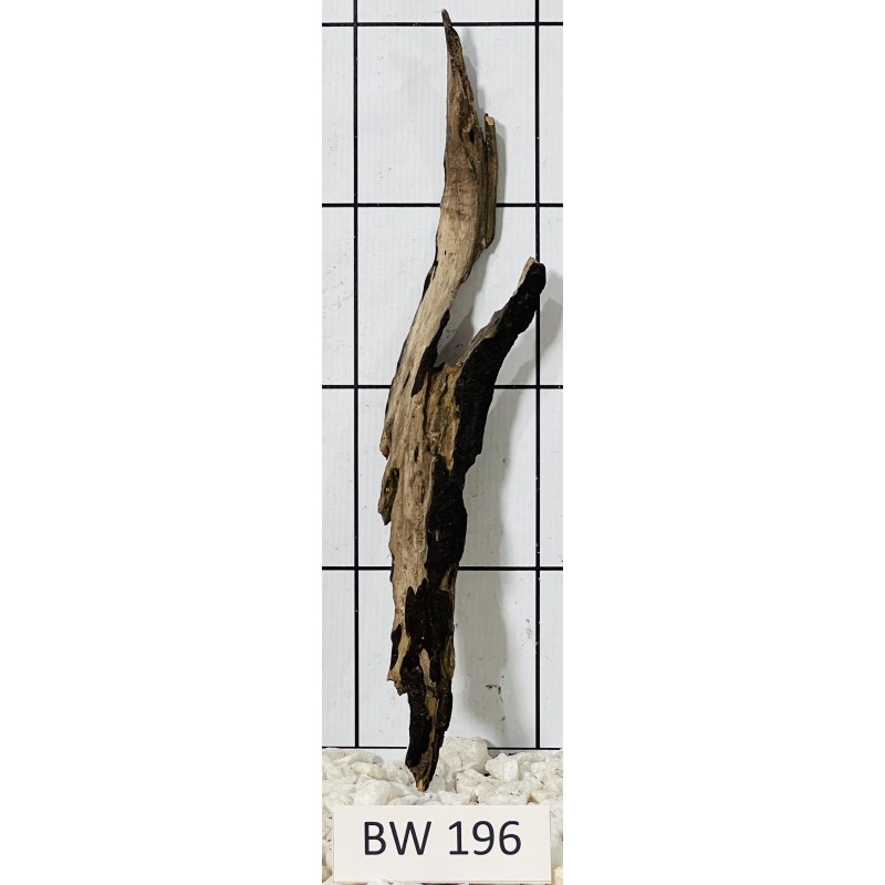 Bogwood 196