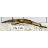 Bogwood 196