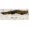 Bogwood 197