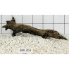 Bogwood 203