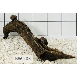 Bogwood 203