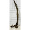 Bogwood 211