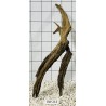 Bogwood 213