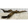 Bogwood 213