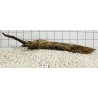 Bogwood 215