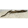 Bogwood 215