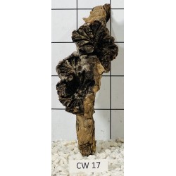 Corbo wood 17