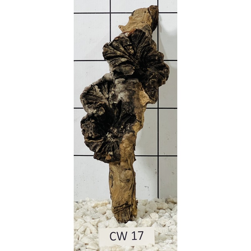 Corbo wood 17