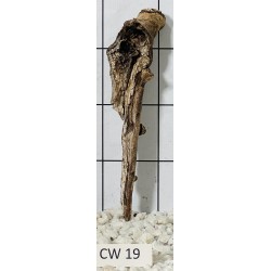 Corbo wood 19