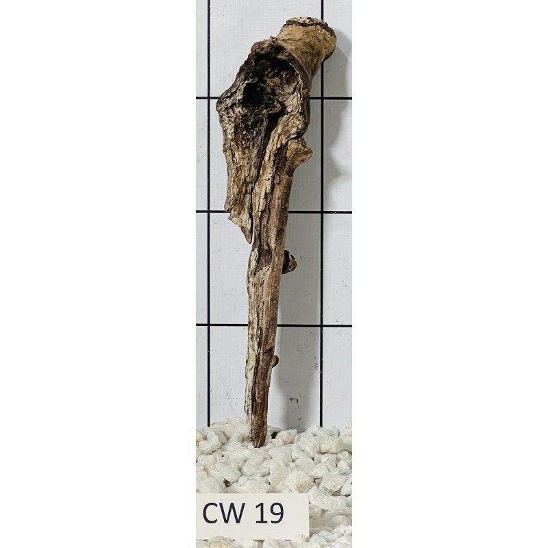 Corbo wood 19