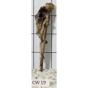 Corbo wood 19