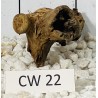 Corbo wood 22