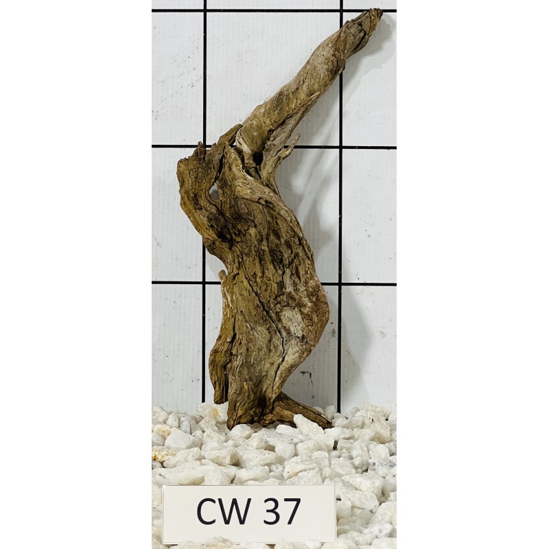 Corbo wood 37