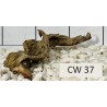 Corbo wood 37