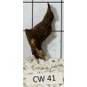 Corbo wood 41