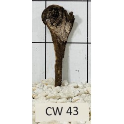 Corbo wood 43