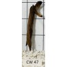 Corbo wood 47