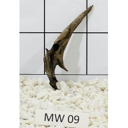 Mangrovewood 09