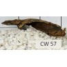 Corbo wood 57