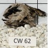 Corbo wood 62