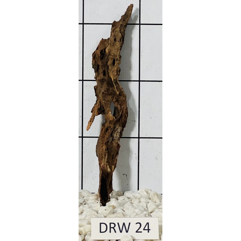 Dragonwood 24