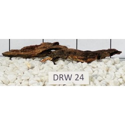 Dragonwood 24