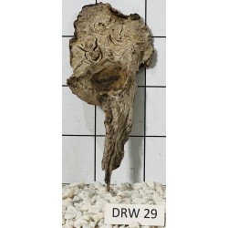 Dragonwood 29