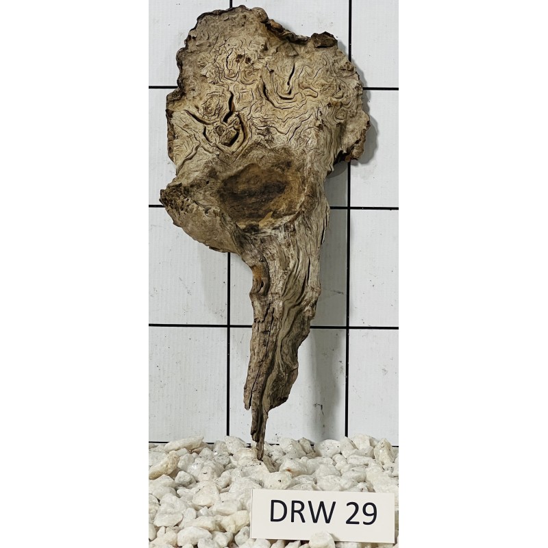 Dragonwood 29