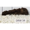 Dragonwood 34