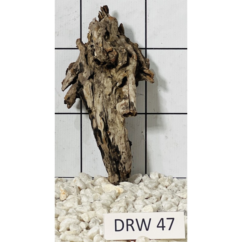 Dragonwood 47
