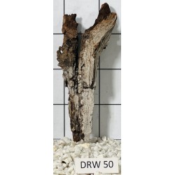 Dragonwood 50