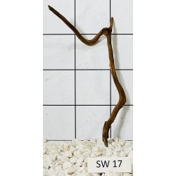 Stump wood 17