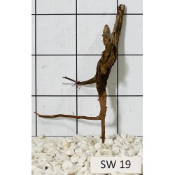 Stump wood 19