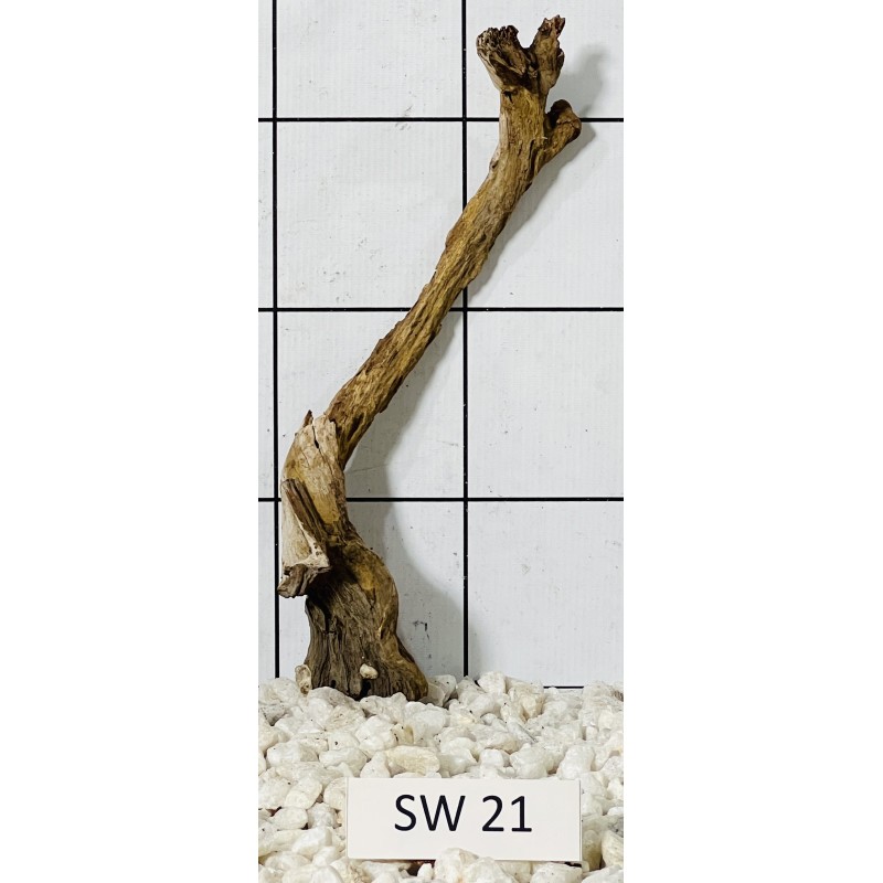 Stump wood 21