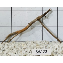 Stump wood 22
