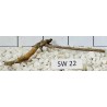 Stump wood 22