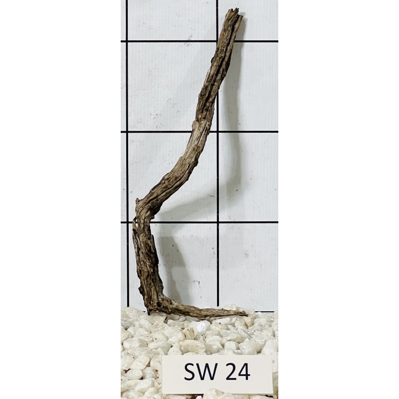 Stump wood 24