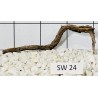 Stump wood 24